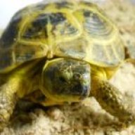 tortoise_man1