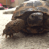 tortoiselover518