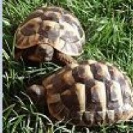 tortoise Inc