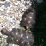tortoise90