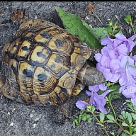 TortoisesFLA