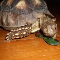 T the tortoise