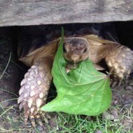 russian/sulcata/tortoise