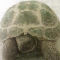Turtleurtle