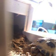 zeus_the_tortoise