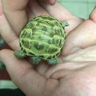 Tortoise_Wrangler