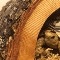 Theo.tortoise.lover.7