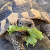 otisthetortoise