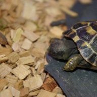 Pauline loves tortoise