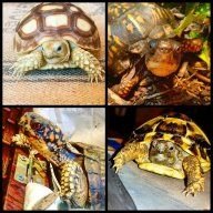 Tipsy_tortoise
