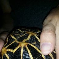 Steve the tortoise