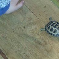 Turbo the tortoise