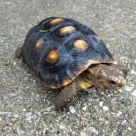 Arlenetorturtle