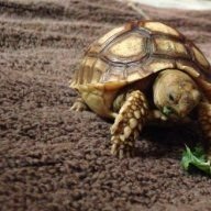 Shelbyismytortoise