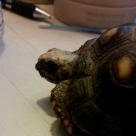 RosieTortoise