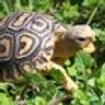 Tortoise_Named_Alfred