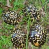 GBtortoises