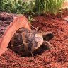 DarwinTheTortoise