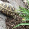 tortoisekyle