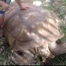 maui sulcata