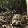 Tortle the Tortoise