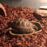 tortmommy