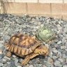 SpeedyTheSulcata