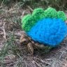 alfie_the_tortoise