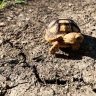 DuncanTheTortoise