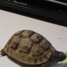 Leonardo the tort