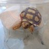 Newtortmom13