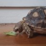 tortellinithetortoise