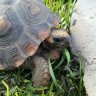 Milly's Tortoise