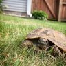 Boris_Russian_Tortoise