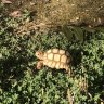 Jeff_the_Sulcata