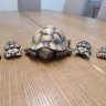 ILikeTortoises