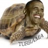 Obama Turtle