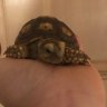 Dottie_The_Tortoise