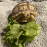 OtisTheTort