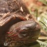 Gerorges tortoise