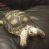 Turtle girl 1031