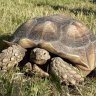 Frankie the Sulcata