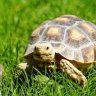 Lorax_The_Sulcata