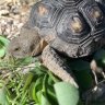 Turtwig the tortoise