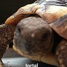 Greek_tortoise