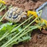 Sallythehermanntortoise