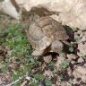 RONEY(greek tortoise)
