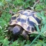 Fordyce the tortoise