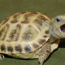 tortorshyy