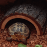 chester tortoiseson